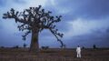 paisagem árida com céu azul turquesa e um grande baobá, destaca-se um homem vestido de branco