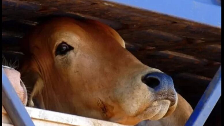 imagem de um boi - se vê a penas a cabeça - em um lugar bem apertado, indo para exportação e abate