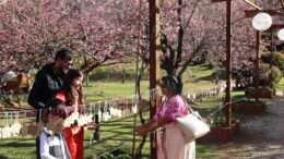 uma família amarando papeizinhos em varais baixos ao lado de cerejeiras floridas