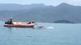 em um bote inflável, ao um homem com uma vara encostada em uma baleia que tem parte de seu corpo à mostra na superfície