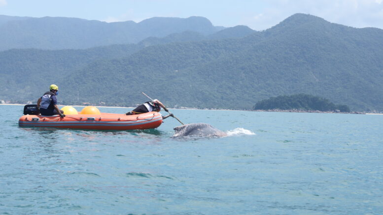 em um bote inflável, ao um homem com uma vara encostada em uma baleia que tem parte de seu corpo à mostra na superfície