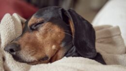 imagem de cachorro dormindo em uma coberta