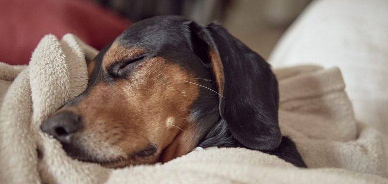 imagem de cachorro dormindo em uma coberta