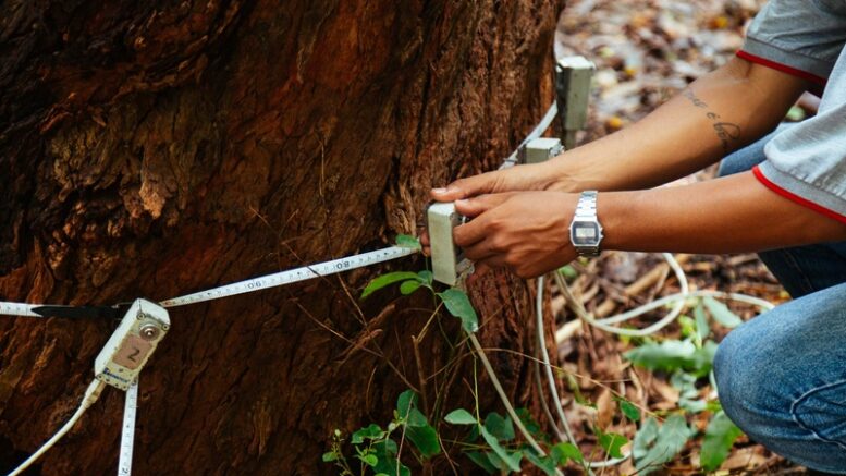 imaem de um tronco de árvore sendo medido na corcinferencia com uma trena ao redor dele.