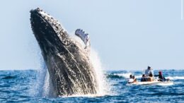 imagem de baleia jubarte saltando meio corpo para fora do mar e um pequeno barco com tursitas ao lado.