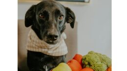 imagem de cachorro preto com bandana em frente a um bowl de legumes