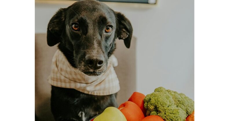 imagem de cachorro preto com bandana em frente a um bowl de legumes