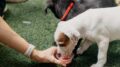 filhote de cachorro branco com manchas marrons bebendo uma bebida vermelha em um potinho segurado por uma mão feminina