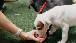 filhote de cachorro branco com manchas marrons bebendo uma bebida vermelha em um potinho segurado por uma mão feminina