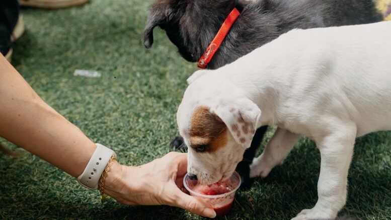 filhote de cachorro branco com manchas marrons bebendo uma bebida vermelha em um potinho segurado por uma mão feminina