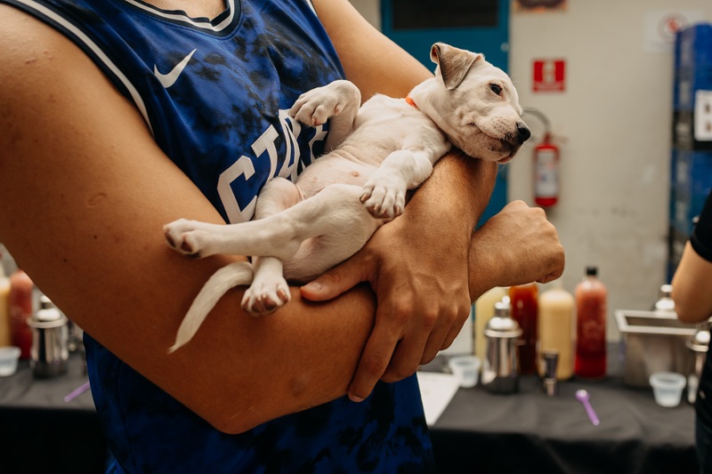 filhotinho branco de cachorro deitado nos braços cruzados de uma pessoa com regata esportiva azul.
ao fundo uma mesa com bebidas
