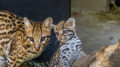 Filhote de Jaguartirica ao lado da mãe, em um ambiente do programa de conservação do Zoológico de São Paulo.